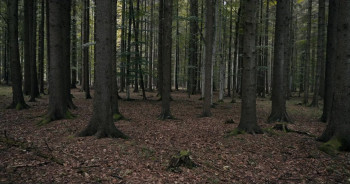 Padurea de molizi (2025) download