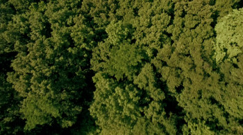 Paradise Lost 3: Purgatory (2011) download