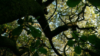 Penguins: Meet the Family (2020) download