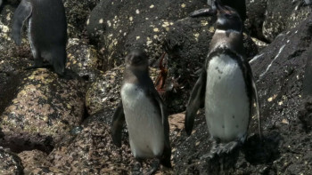 Penguins: Meet the Family (2020) download