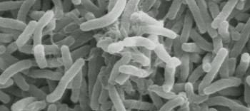 Refuge (2013) download