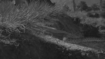 Revenge of the Snakes (1962) download