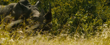 Rhino (2025) download