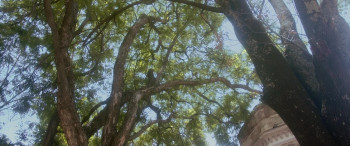 Sara, amor y revolución (2023) download