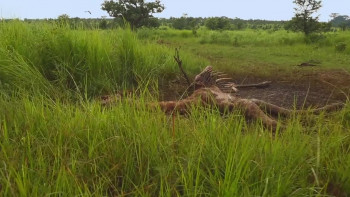 Saving Giraffes: The Long Journey Home (2022) download