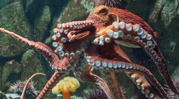 Shark School (2019) download