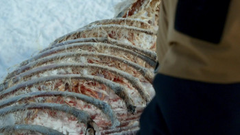 Steve Backshall's Royal Arctic Challenge (2025) download