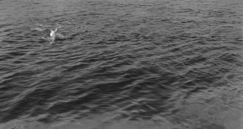 The Adventure (1960) download