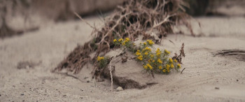 The Buildout (2024) download