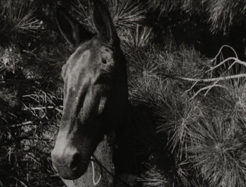 The Call of the Cumberlands (1916) download