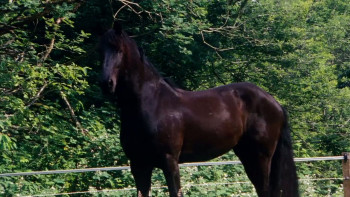 The Dark Horse (2008) download