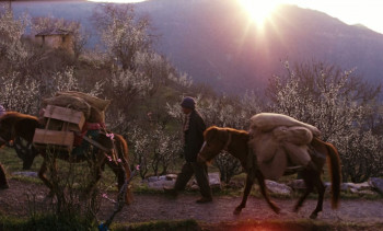 The Fable (2024) download