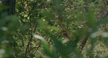 The Maiden (2022) download