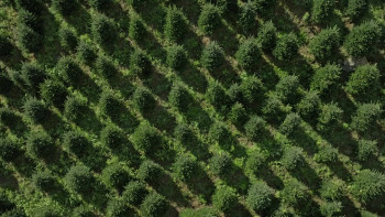 The Merchants of Joy (2025) download