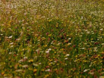 The Millennial Bee (1983) download