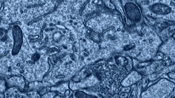 The Mudge Boy (2003) download