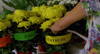 The Return of Swamp Thing (1989) download