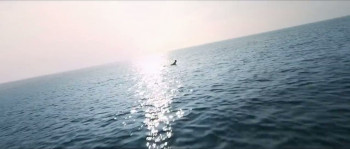 The Shallows (2025) download