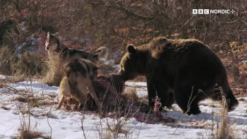 The Snow Wolf: A Winter's Tale (2018) download