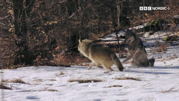 The Snow Wolf: A Winter's Tale (2018) download