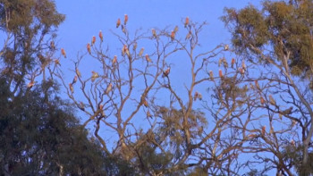 The Sundowners (1960) download