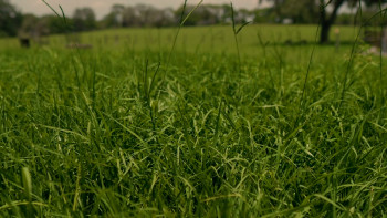 The Symbiotic Alien Link (2025) download