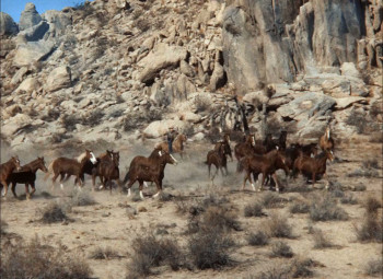 Trigger, Jr. (1950) download