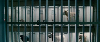 Underdog (2007) download