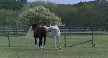 Waar is het paard van Sinterklaas? (2007) download