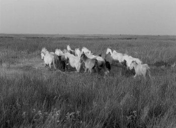 White Mane (1953) download