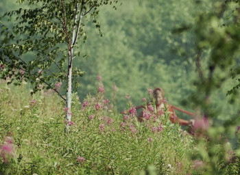 White Sun of the Desert (1969) download