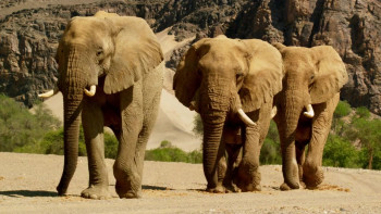 Wild Namibia (2014) download