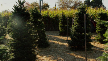 With Love, Meghan: Holiday Celebration (2025) download