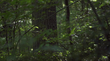 Witnesses (2021) download