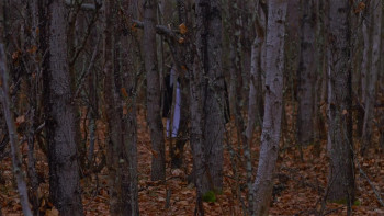 Woods of Ash (2025) download