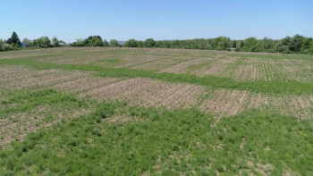 Woodstock: Three Days That Defined a Generation (2019) download