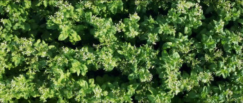 You Don't Know Nicotine (2020) download